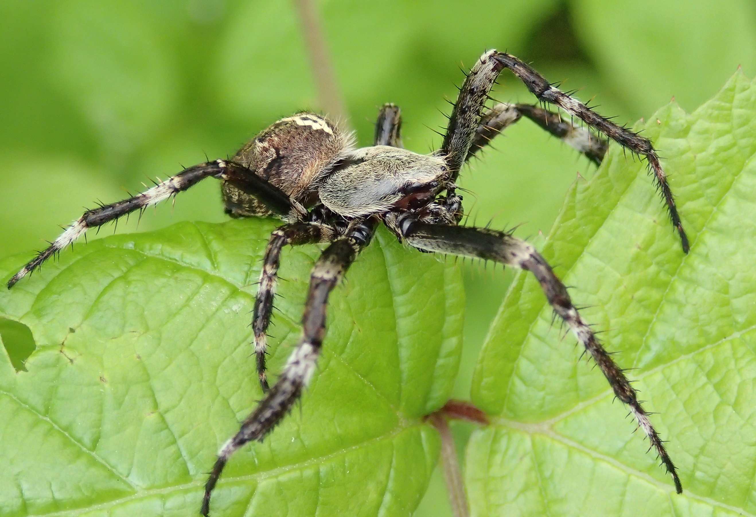 Araneus angulatus (maschio) - Lughignano (TV)